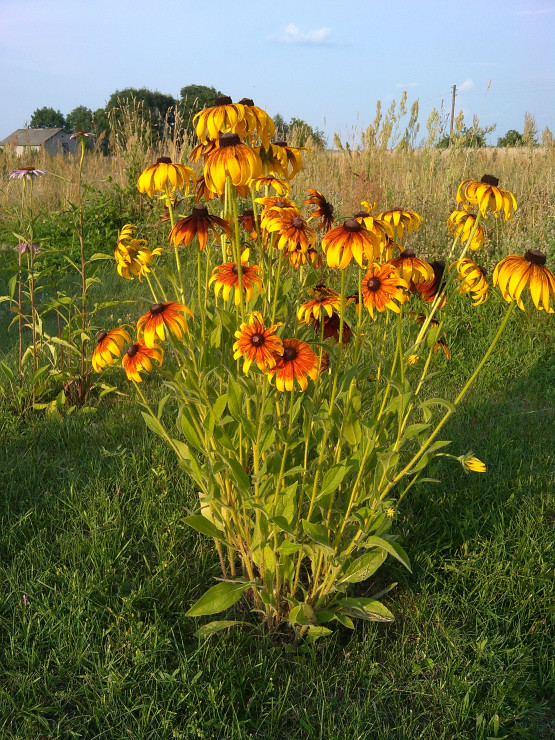 rudbekia