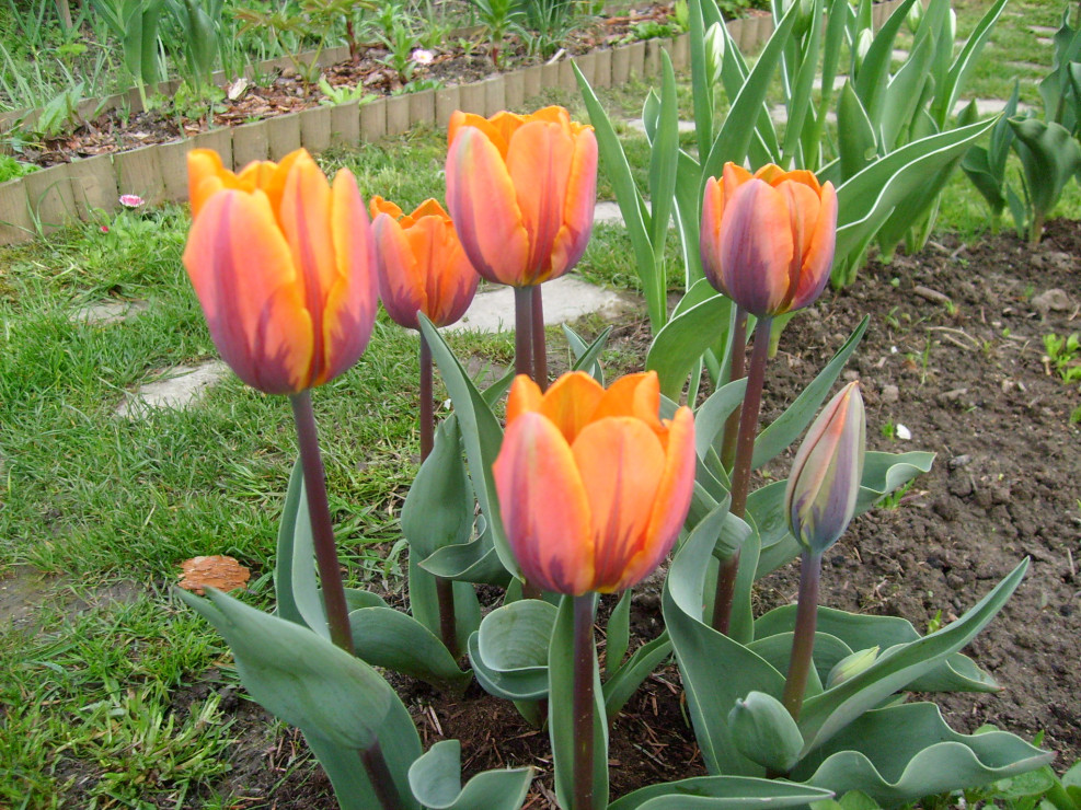 Tulipany w przepięknym kolorze
