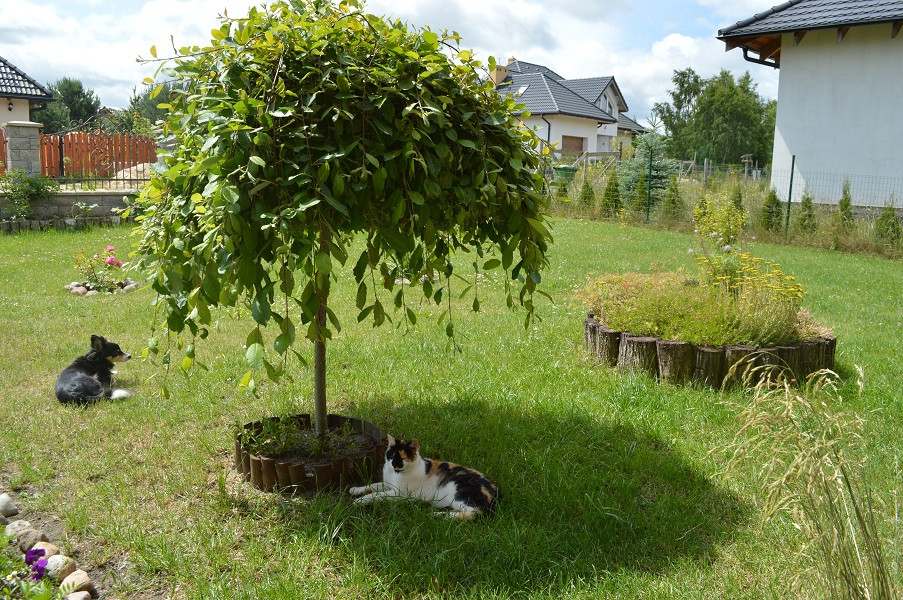 W słoneczne dni nasz piesek i kotek relaksują się na łonie naszego ogródka.