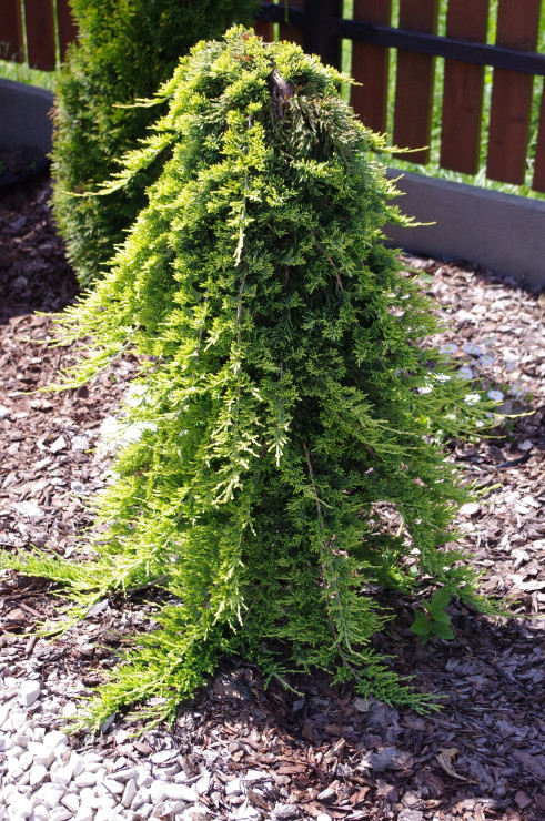 Jałowiec Golden Carpet Pendula