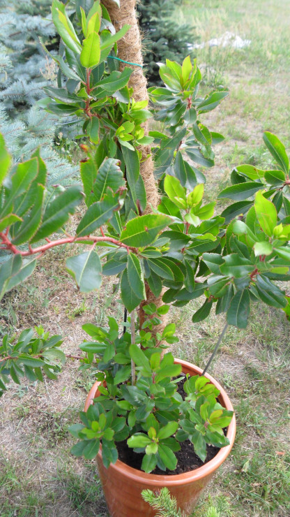 pod koniec lipca