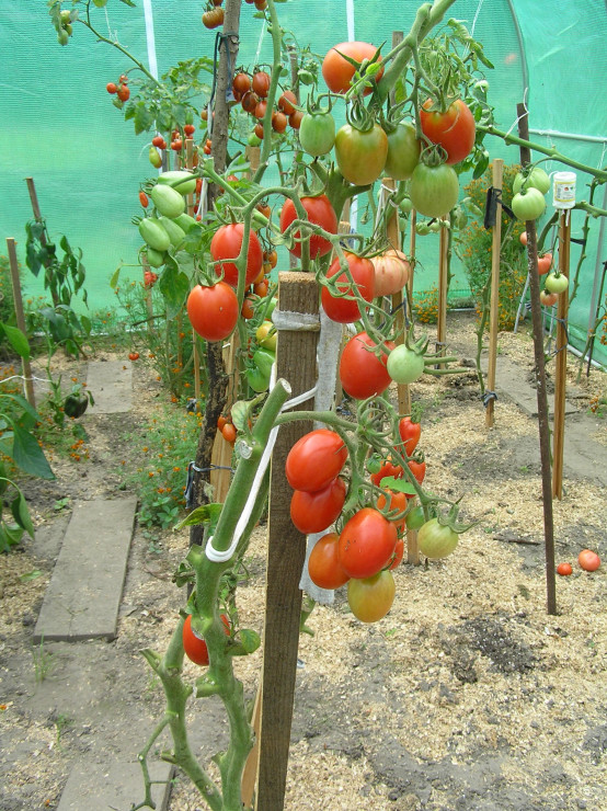 Pomidory uprawiam pod folią