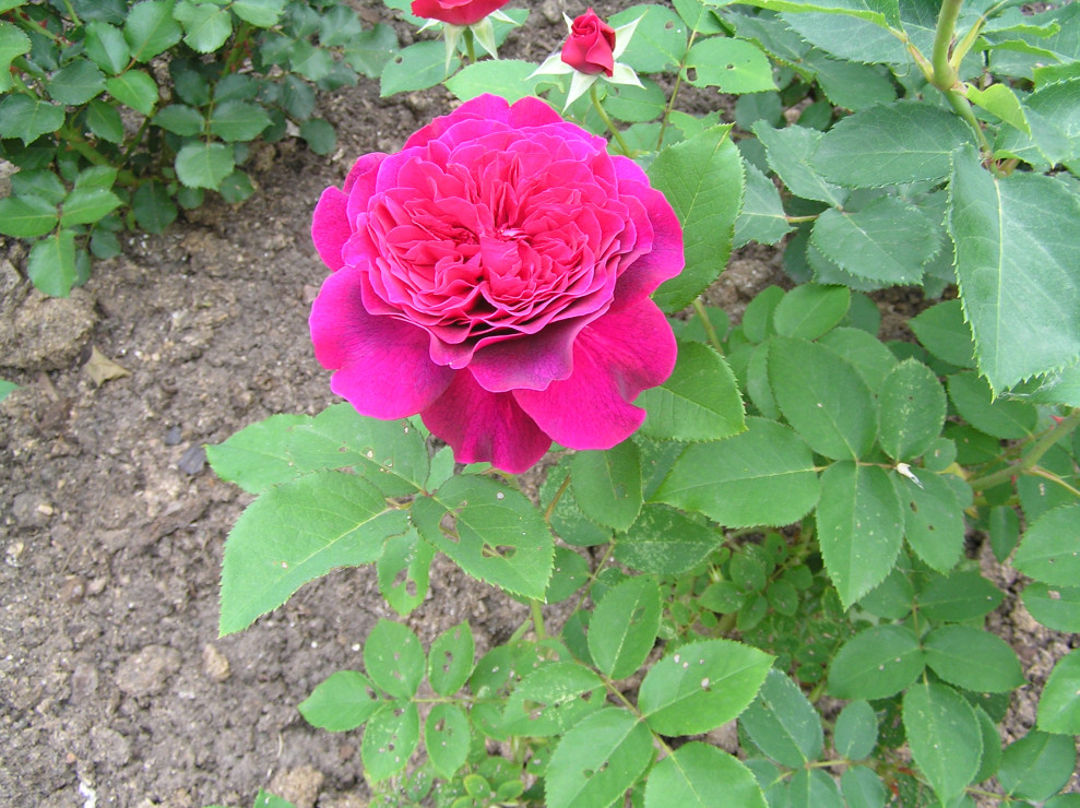 Róża angielska