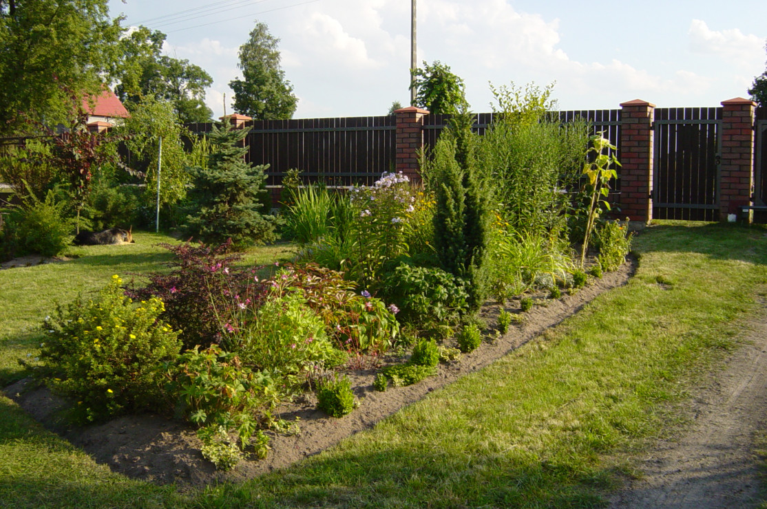 2003 - nasadzeń ciąg dalszy