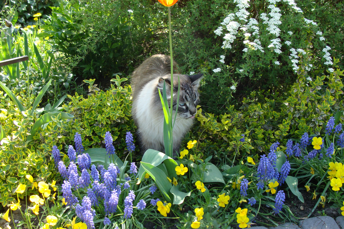 2009 - kot też lubi kwiaty