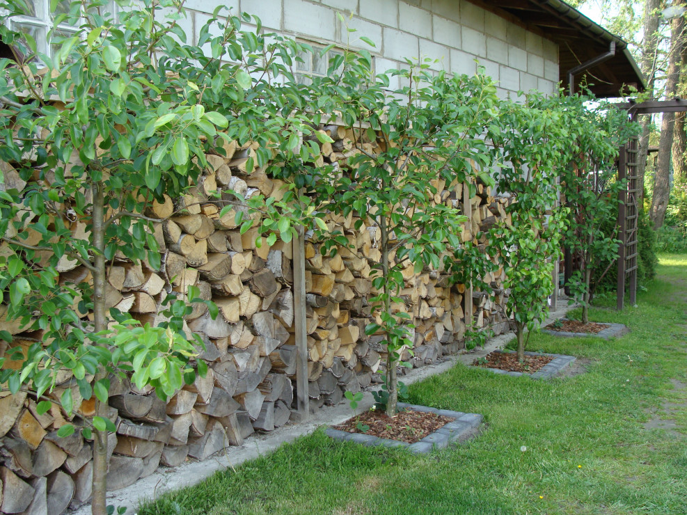 2011 - grusze