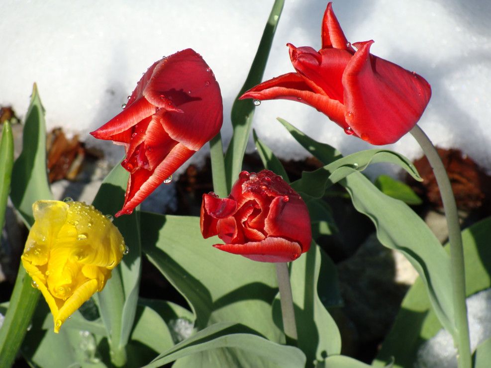 2011 - tulipany w śniegu