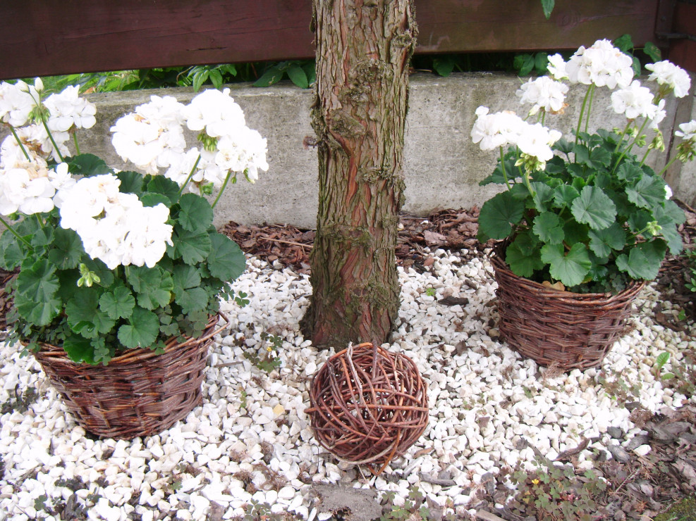 Białe pelargonie w koszykach z wikliny są ciekawym akcentem każdego skalnego ogrodu