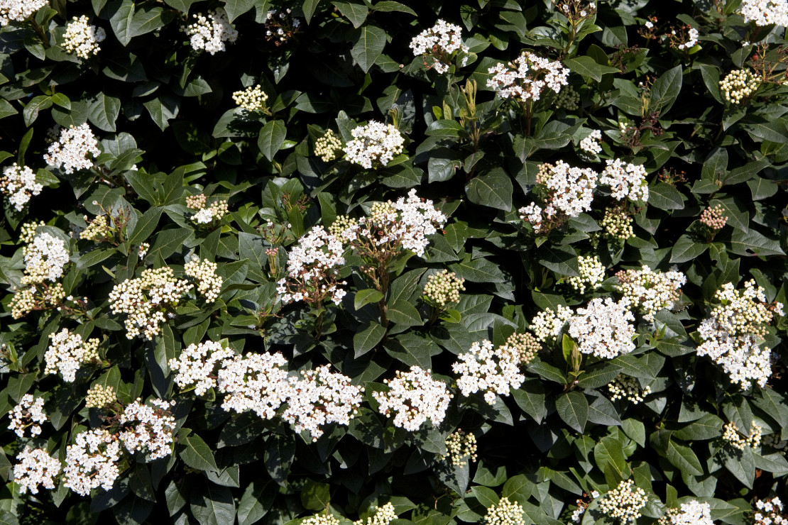 Kalina laurolistna w okresie kwitnienia pokrywa się różowymi lub białawymi kwiatami, zebranymi w baldachowate kwiatostany (zdj. Fotolia.com).