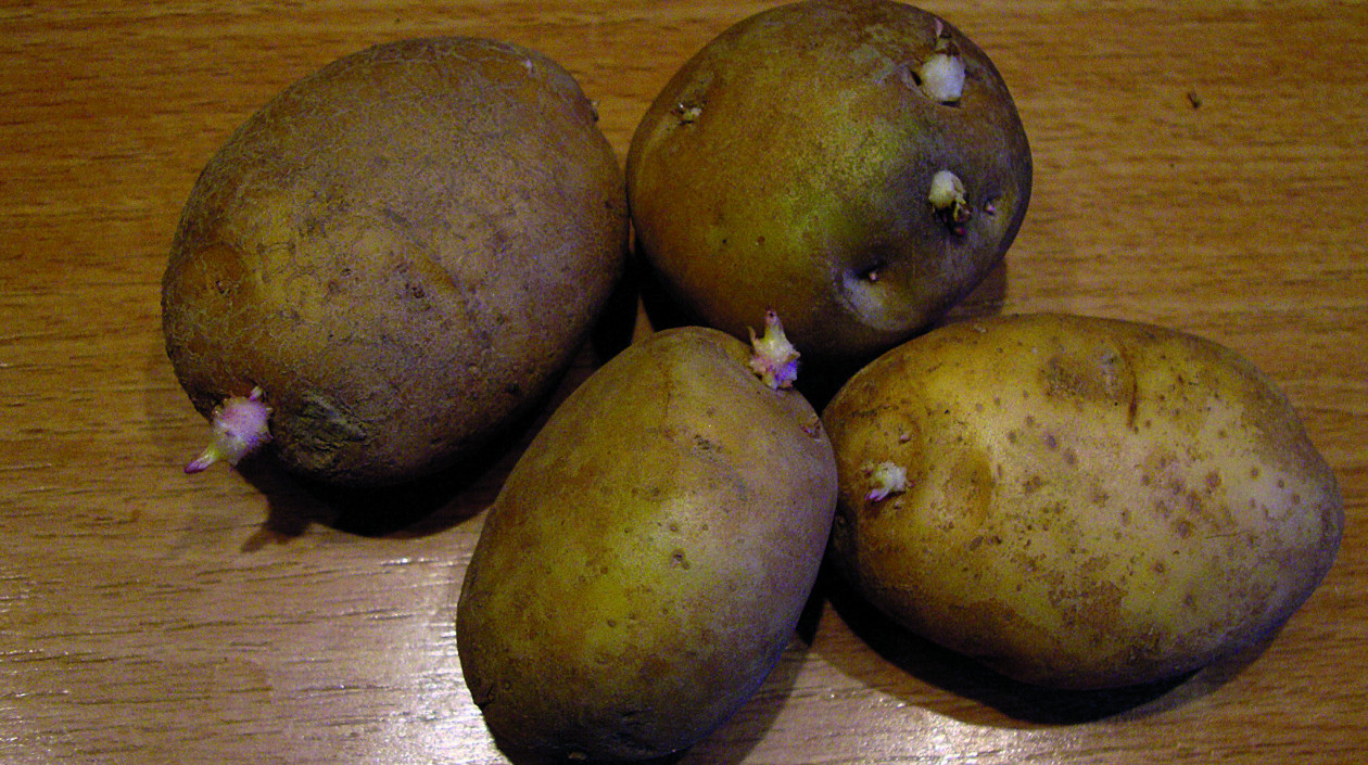 Najwięcej solaniny zawierają ziemniaki, które zaczynają kiełkować. 