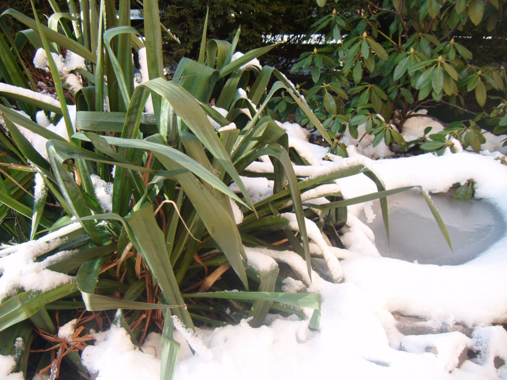 Oczko wodne pokryte lodem a obok soczysta zieleń juki na białym dywanie..