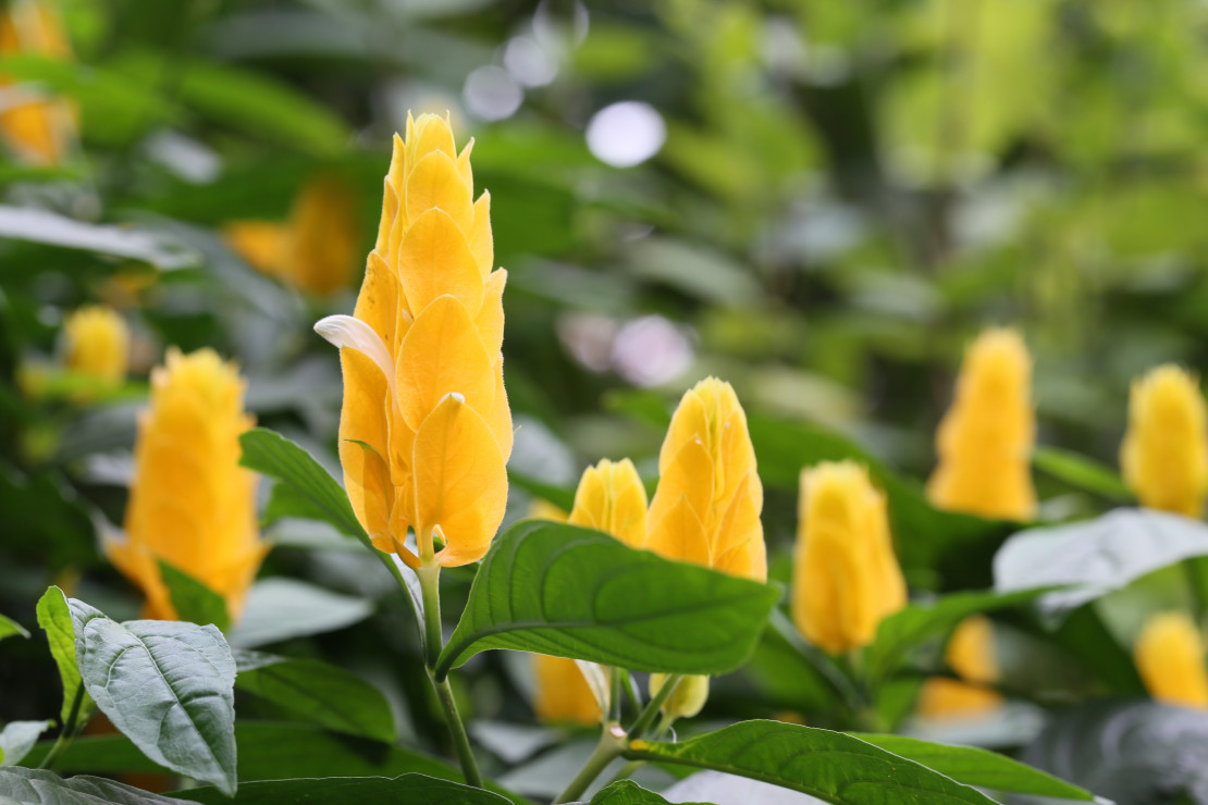 Pachistachis żółty w warunkach naturalnych jest zimozielonym krzewem dorastającym do 1 m. U nas uprawiany jest głównie w pojemnikach i osiąga mniejsze rozmiary (zdj. Fotolia.com).
