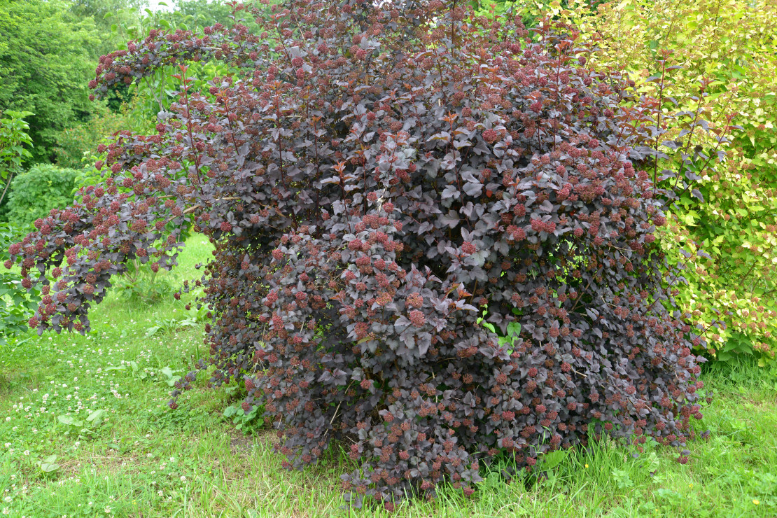 Pęcherznica odmiany 'Diabolo' to krzew mało wymagający. Jest odporny na suszę, niskie temperatury oraz zanieczyszczenia powietrza (zdj. Fotolia.com).
