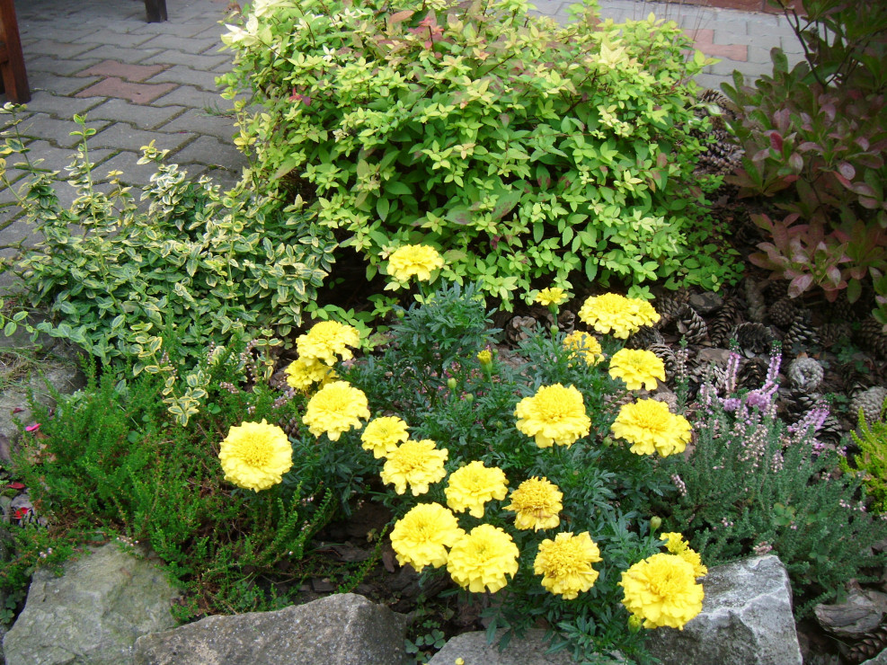 Warto zestawiać ze sobą rośliny w kontrastowych kolorach,np.żółte aksamitki i zielone tawułki,wrzosy,trzmieliny  