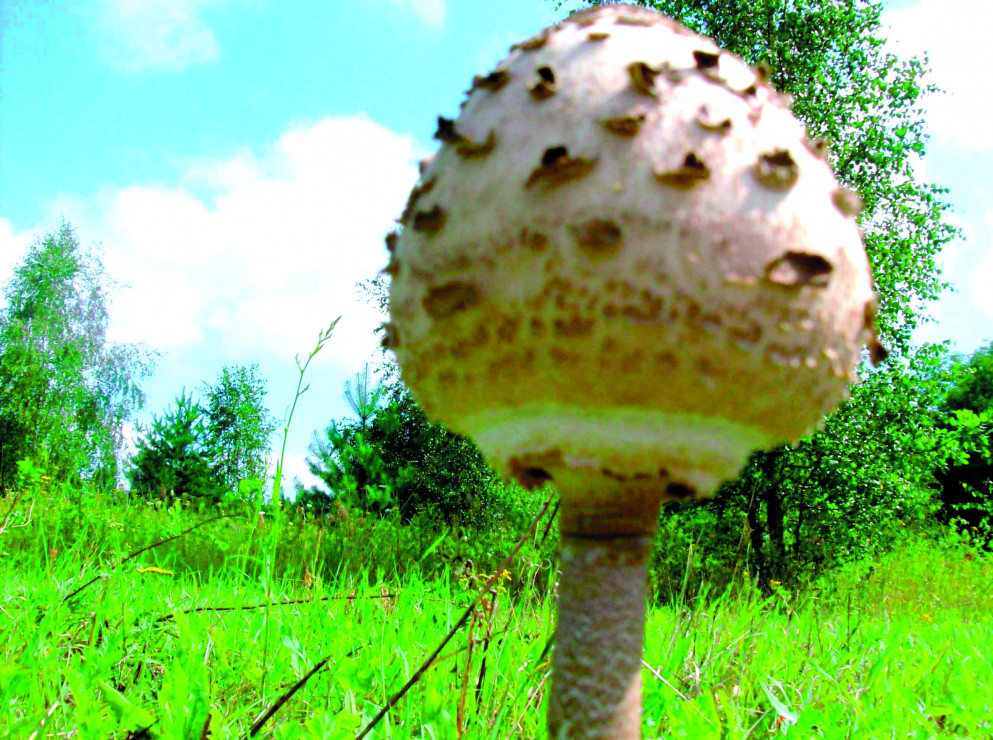 Wodę z płukania kapeluszy warto wylać na łąkę. W ten sposób wysiejemy kolejne zarodniki grzybów.