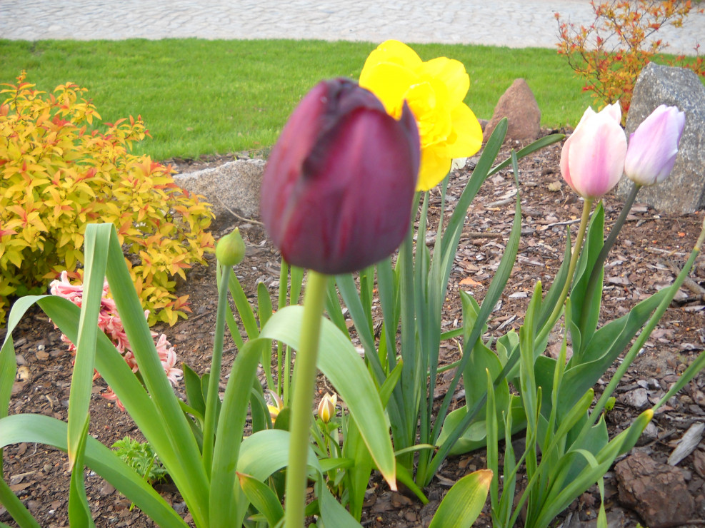 Ciemno fioletowy tulipan.