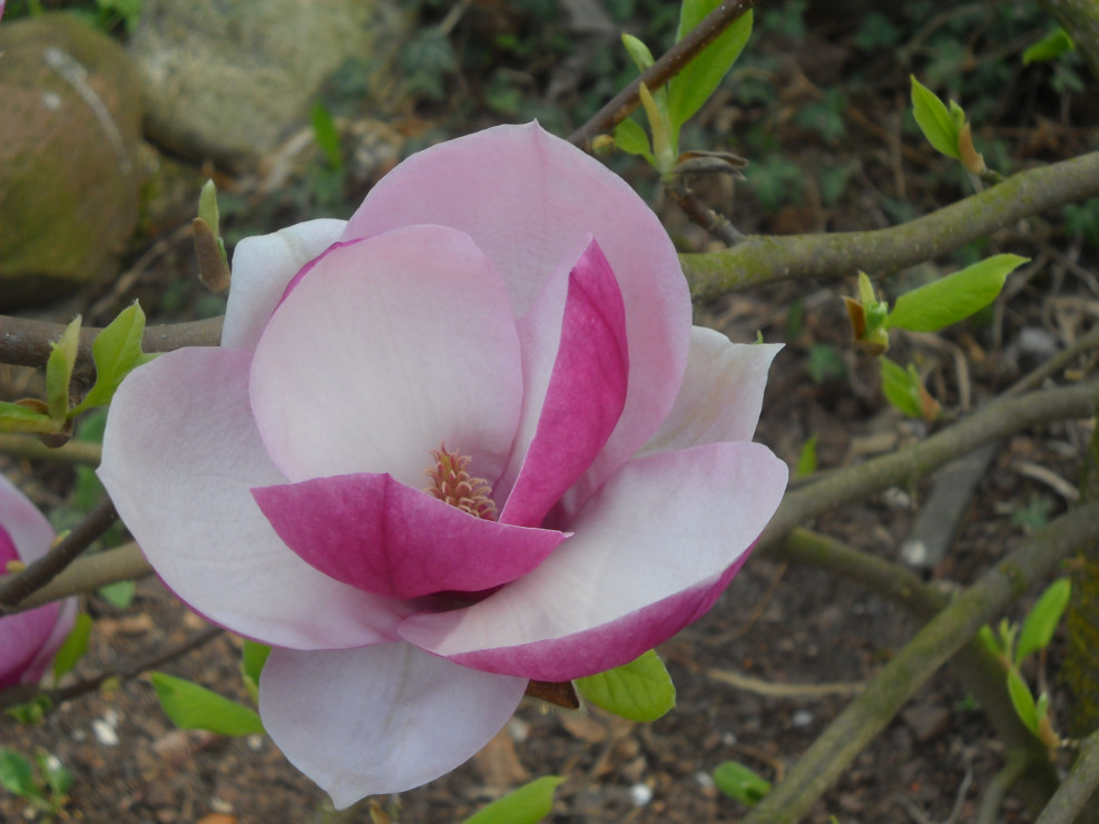 Kwiat Magnolii.