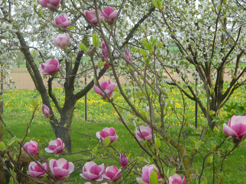 Magnolia różowa.