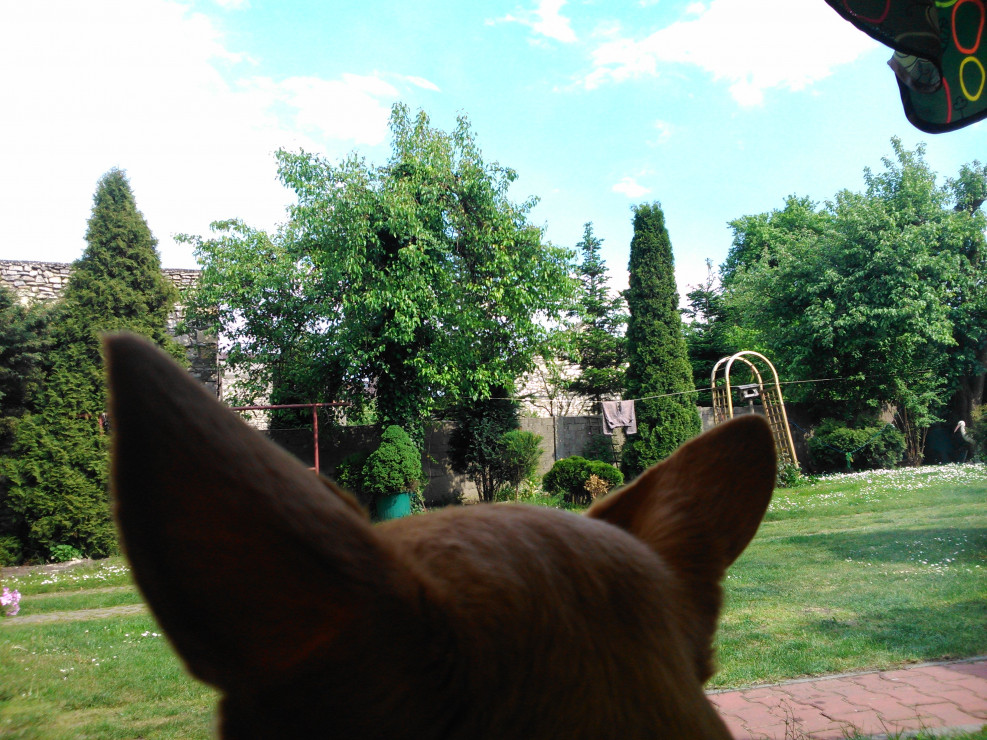 Mój ogródek oczami psa:-)
