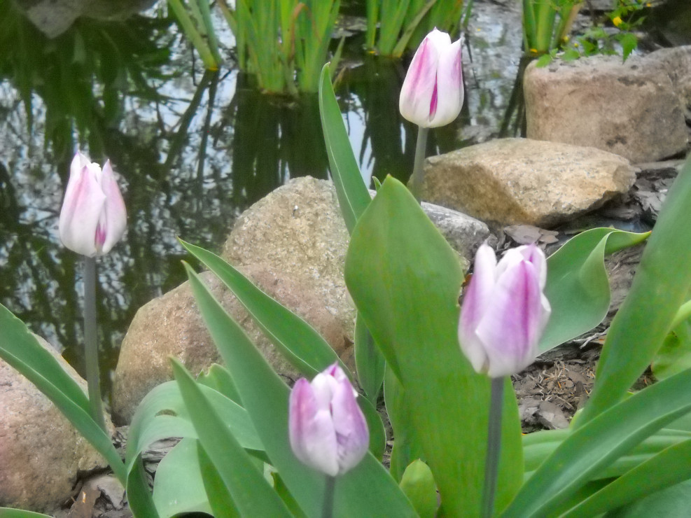 Nad oczkiem wodnym tulipanki.