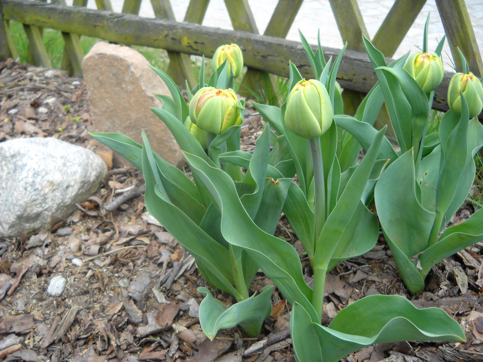 Pełne tulipanki przed zakwitnięciem.