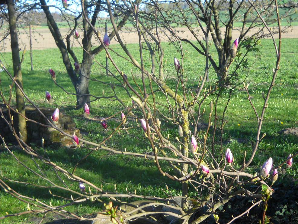 Pierwsze pąki Magnolii.