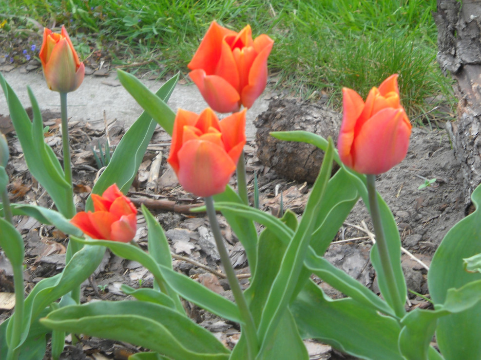 Pomarańczowe Tulipanki.