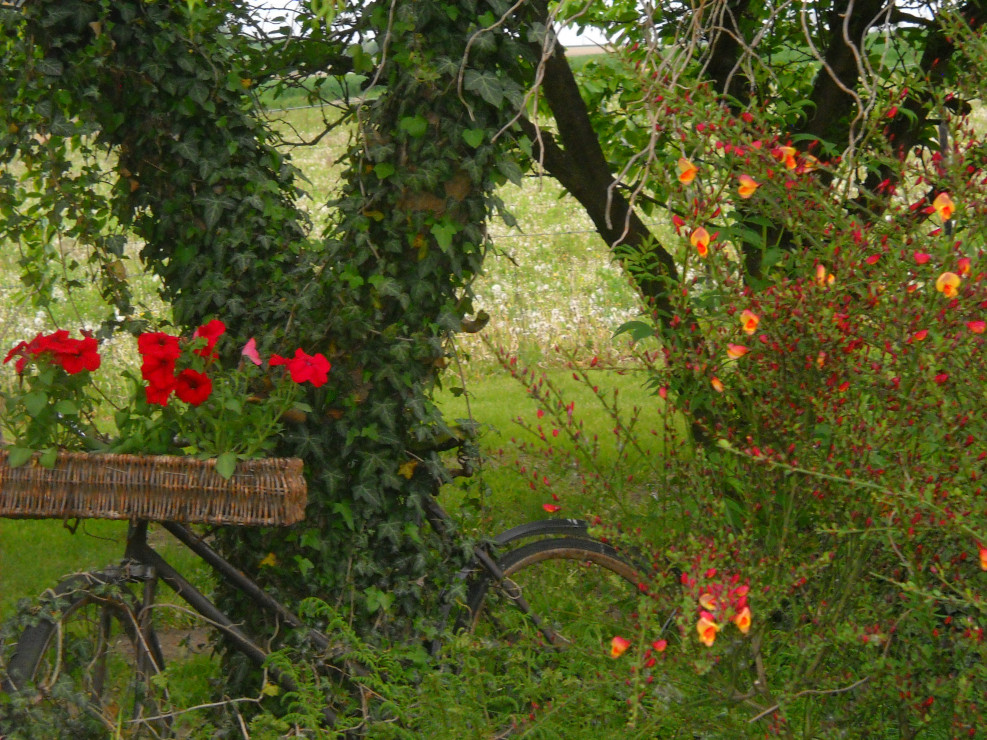 Stary rower (Ukraina) wiosną jako kwietnik.