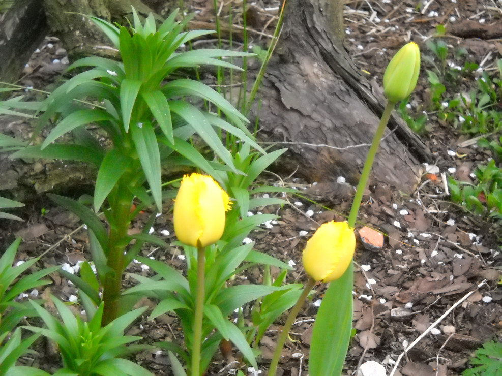 Żółte strzępiaste tulipanki.