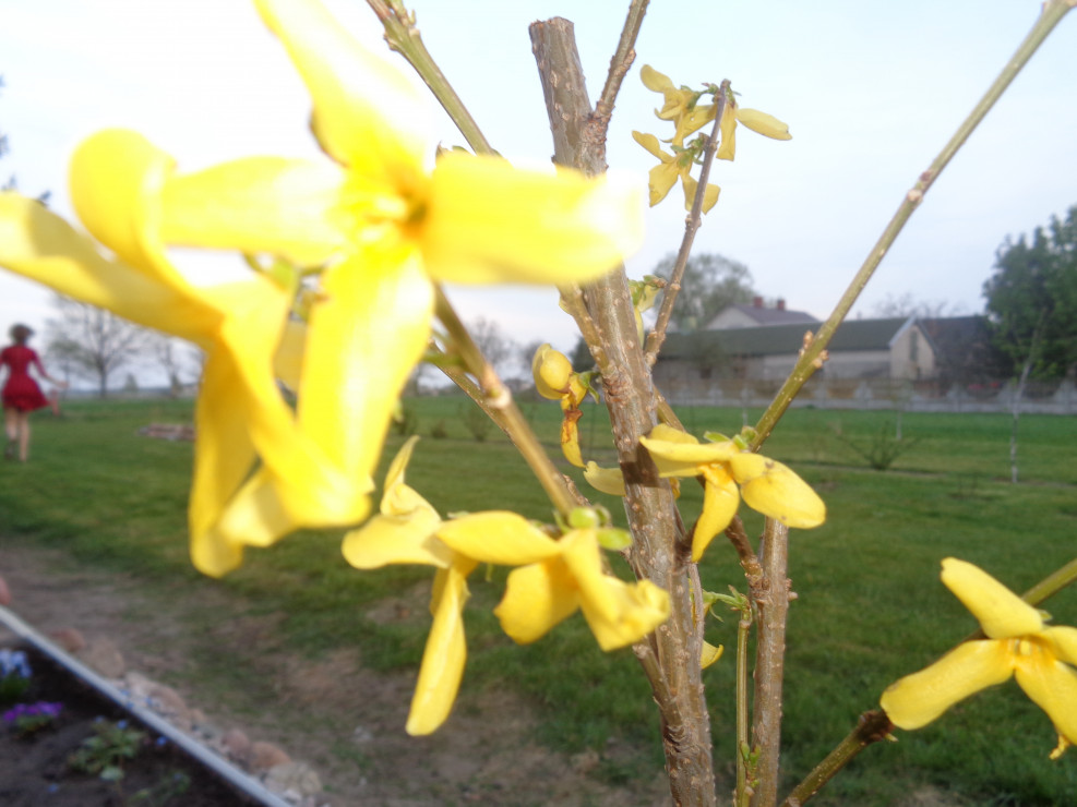 Forsycja