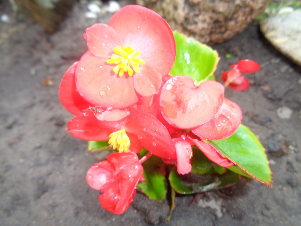 Jednoroczna Begonia.