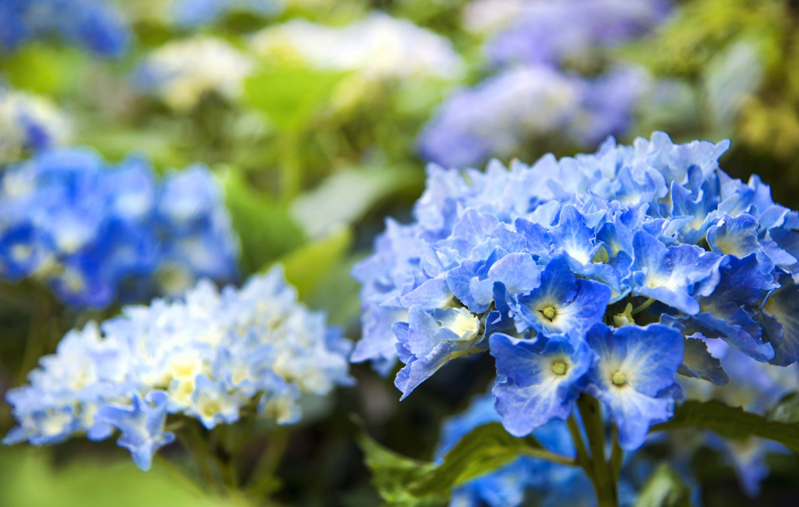 Kwiaty hortensji nie wymagają za wiele opieki, a cieszą przez całe lato (zdj.: fotolia.com)
