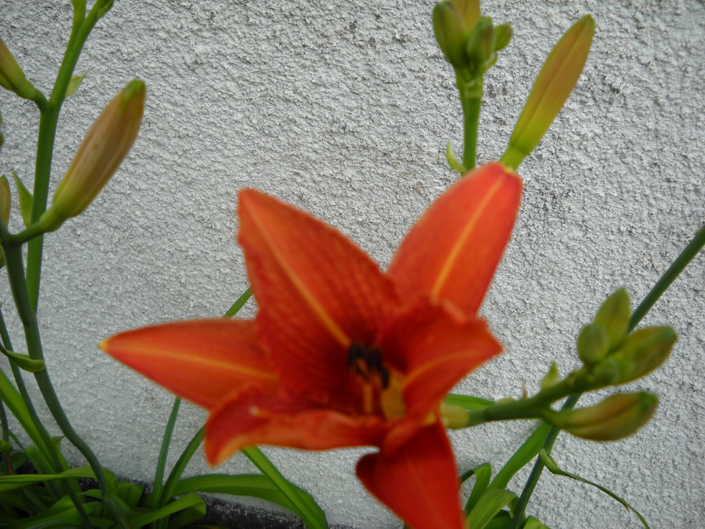 Liliowiec.