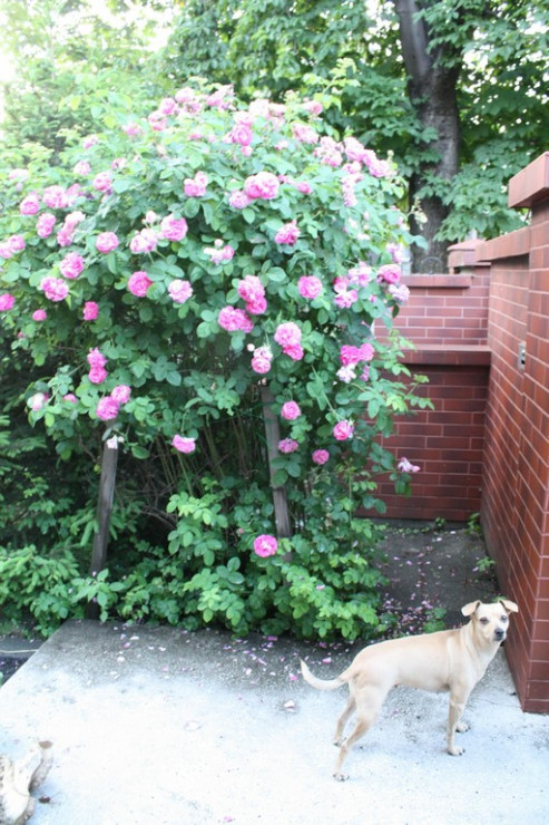 Nawet Ulci podobają się moje róże :)