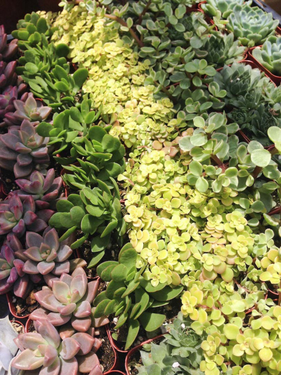 Odpowiednie mieszanie odmian pozwoli na osiągnięcie doskonałych wizualnie efektów (zdj.: Fotolia.com)