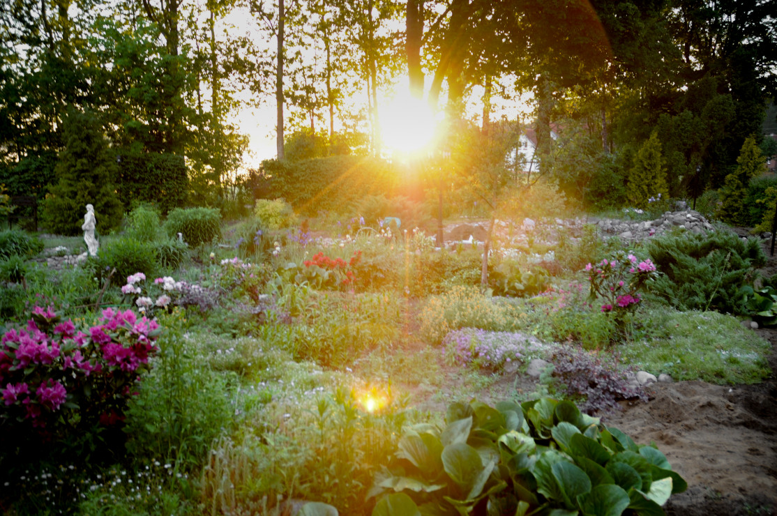 ogród o wchodzie słońca 