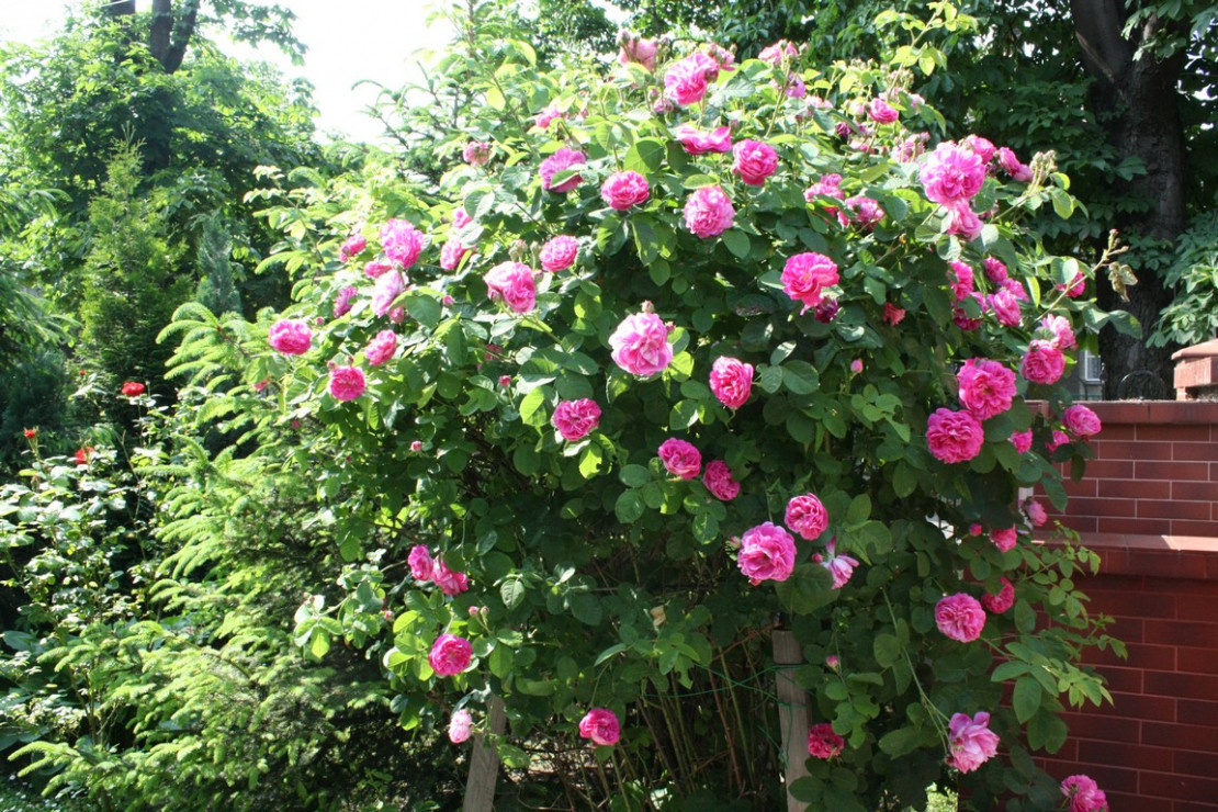 Pięknie pachnąca róża wabi wszystkich do mojego ogrodu