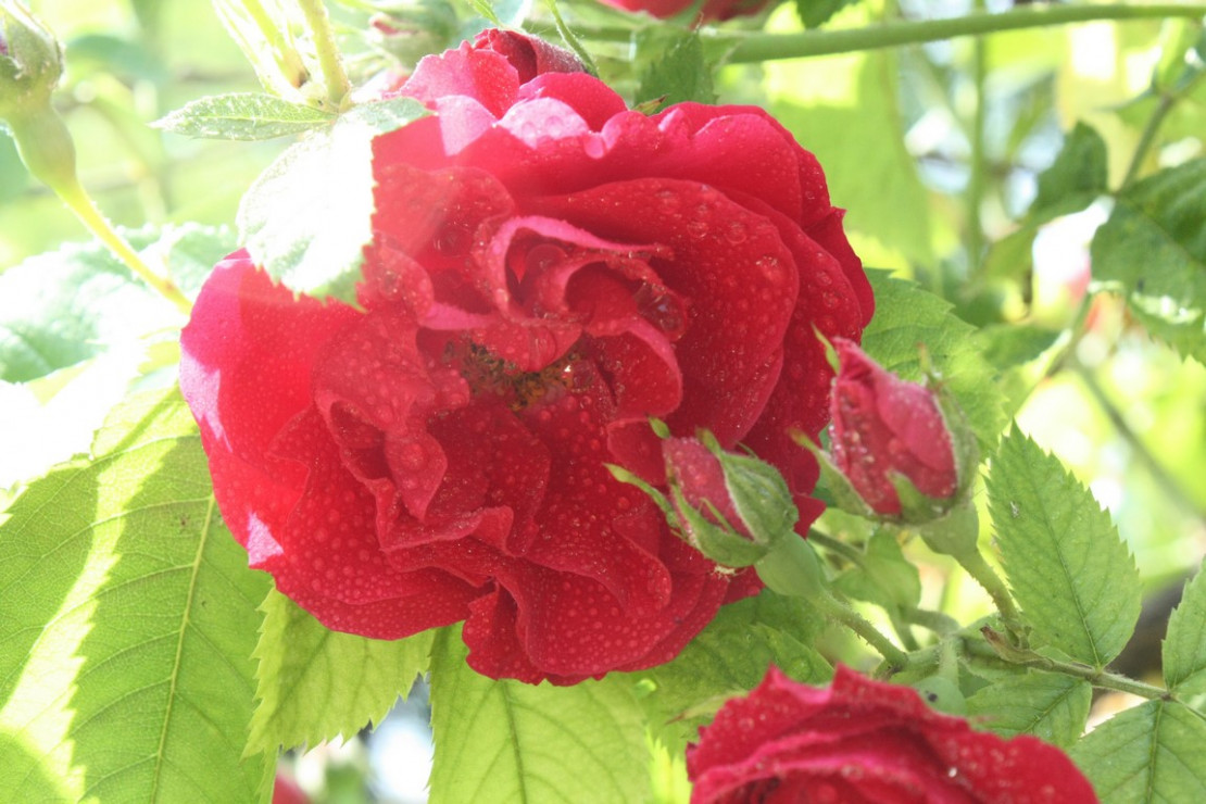 Poranna rosa na róży, którą podziwiam codziennie podczas rannego spacerku :)