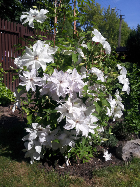 powojnik 'Beautiful Bride'