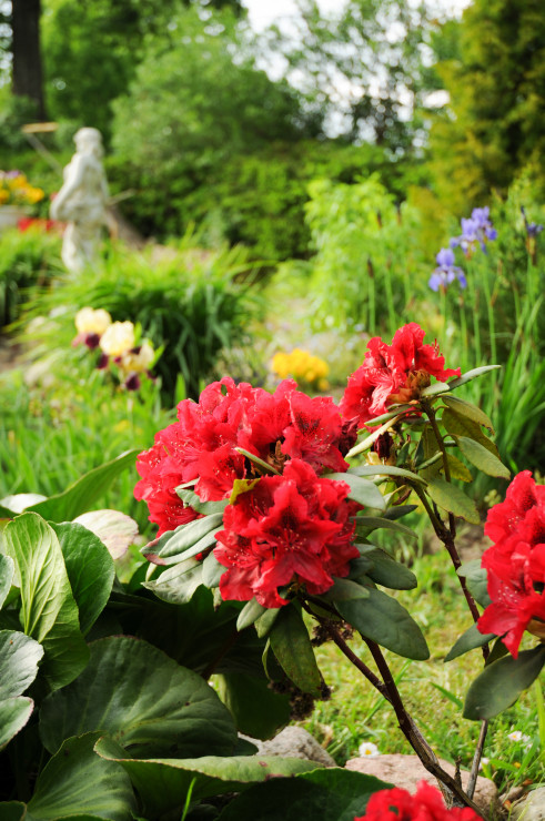 rododendron w zbliżeniu 