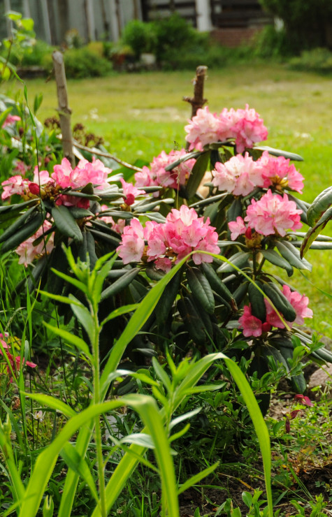 rododendron w zbliżeniu 