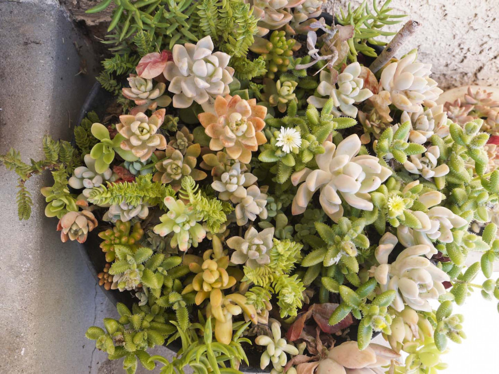 Taki pojemnik z sukulentami może być efektowną ozdobą stołu (zdj.: Fotolia.com)