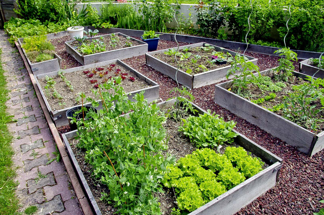 W zależności od wielkości ogrodu, warto znaleźć miejsce, by uporządkować warzywa w wydzielonym miejscu (zdj.: Fotolia.com)