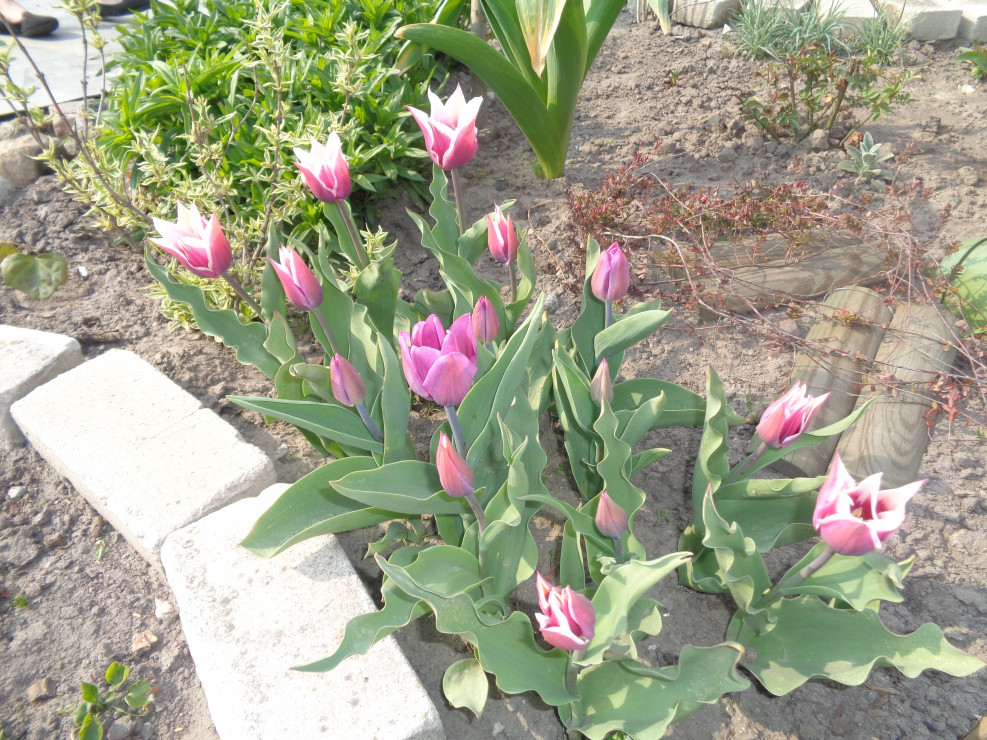 Wielobarwne tulipany.