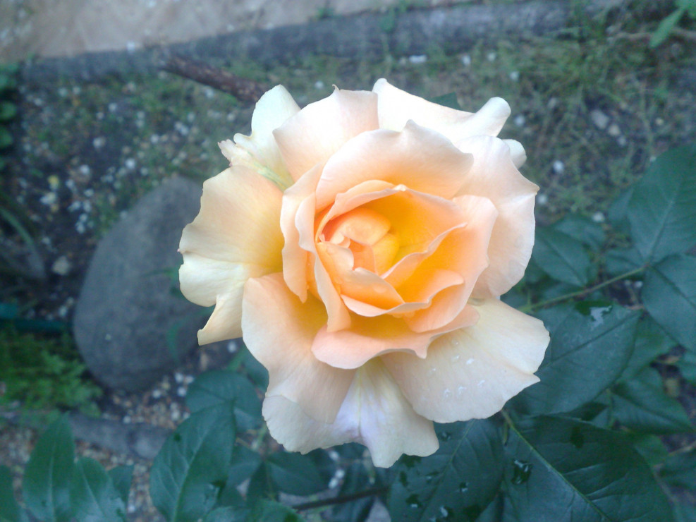 Zdjęcie 8 - Róża
