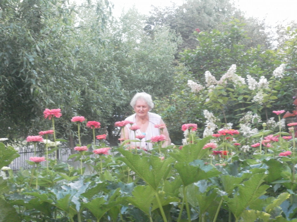 Babcia podlewa cynie