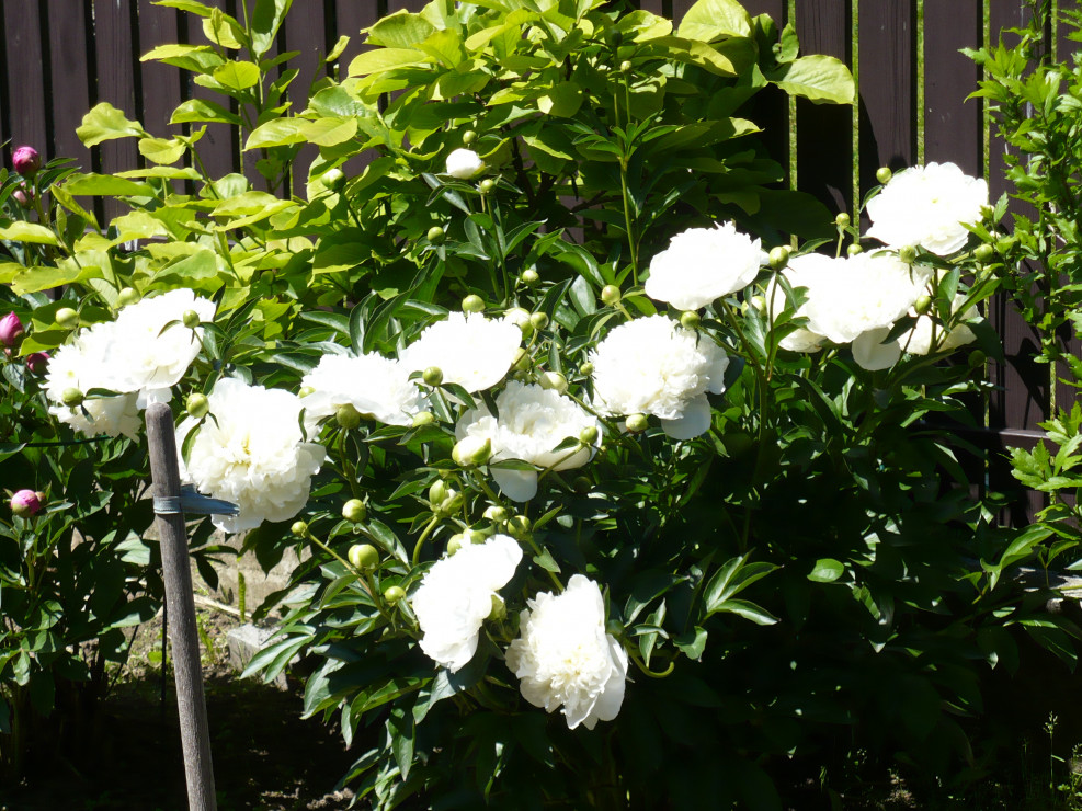 Białe piwonie. Mam je ponad 10 lat i jeszcze nigdy nie zawiodły mnie jeśli chodzi o kwitnienie.