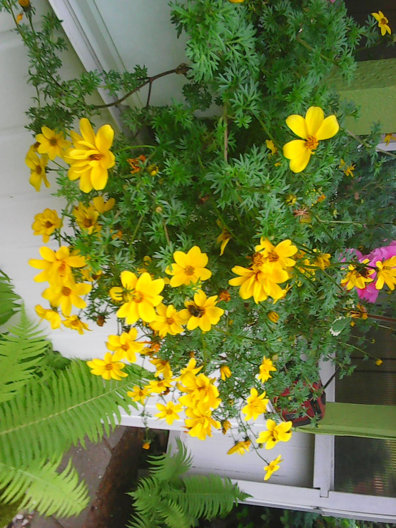 bidens