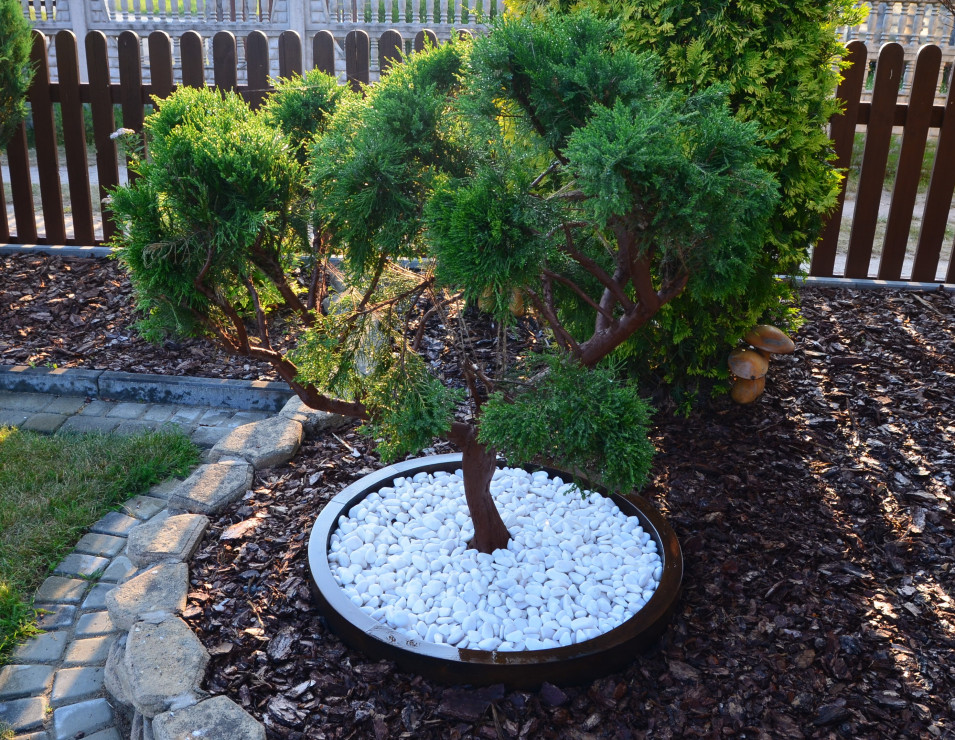Bonsai