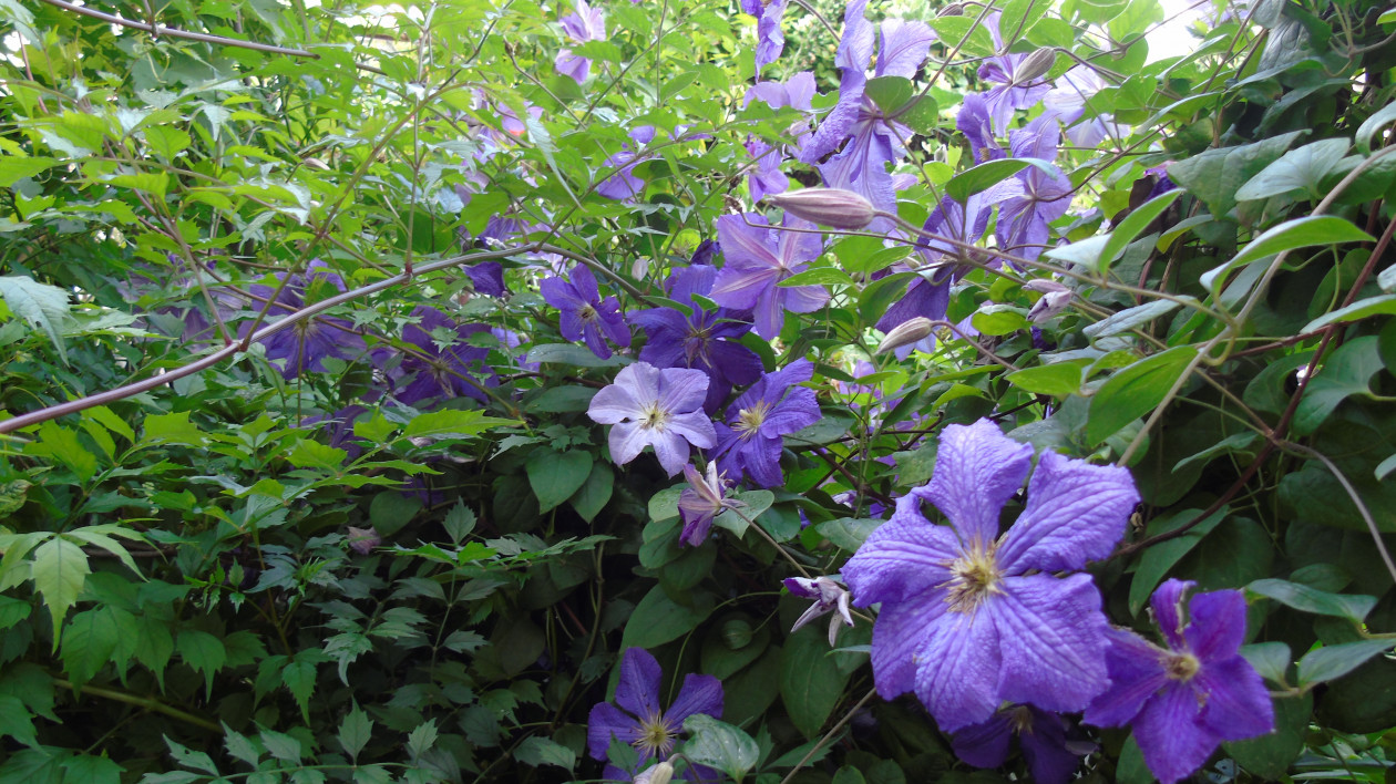 Clematis